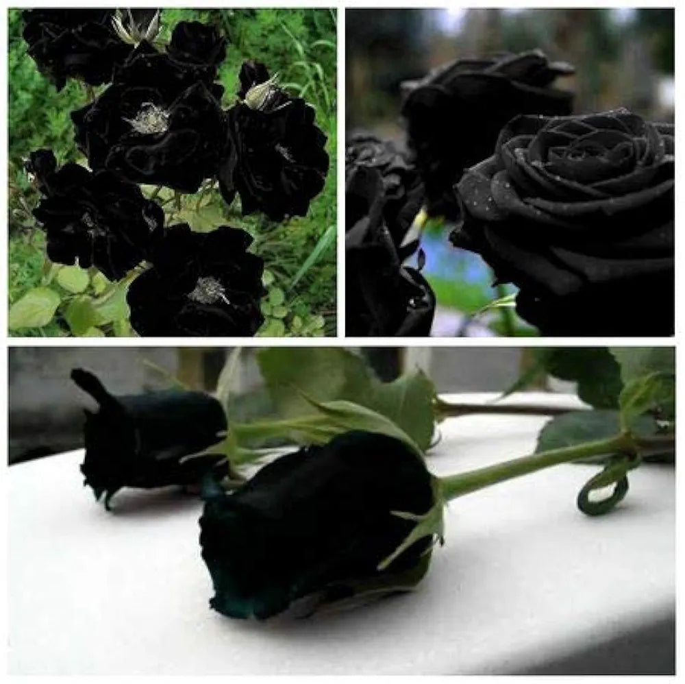 Rare and mysterious roses grown from seed pack with unique, enchanting blooms